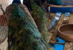 Pavão Macho Adulto à Venda em Montividiu - GO