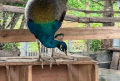 Pavão Azul de Alto Padrão – Ave Ornamental para Criadores e Colecionadores – Divinópolis/MG