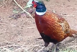 Faisões Coleira e Prateado Jovens – Aves Ornamentais de Alta Qualidade