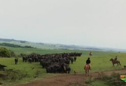 Terneiros e Terneiras Búfalos à Venda em São Miguel das Missões - RS