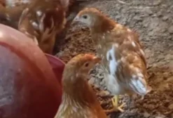 Frangas Poedeiras Novogen Brown – Alta Produtividade e Ovos de Casca Vermelha