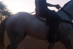 Cavalo Quarto de Milha Tordilho de 3 Anos para Vaquejada - Canindé/CE