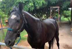 Cavalo Mangalarga Marchador Preto Registrado – Fator do Kelner, 10 Anos, Marcha Batida