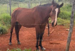 Égua Mansa com Cria – Dócil e Pronta para Trabalho ou Passeio