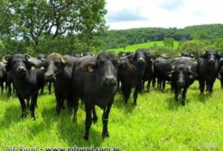 Búfalos de Corte e Leite - Novilhas, Garrotes e Prenhas - Sete Barras/SP