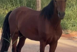 Cavalo Inteiro Manga Larga / Campolina – 7 anos – Dócil e Marcha Batida – São Sebastião/DF