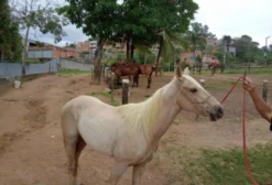 Potro Quarto de Milha para Vaquejada - 2 Anos e 4 Meses - Serra/ES