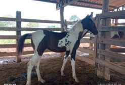 Potra Pampa com 7 a 8 Meses - Formosa GO