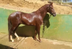 Cavalo Mangalarga Inteiro, 4 Anos, Registrado – Luziânia/GO