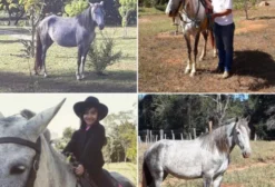 Égua Mansa para Passeios e Cavalgadas - Alexânia, GO