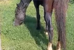 Cavalo Mangalarga Paulista Preto – Castrado – Dócil – Campanha/MG