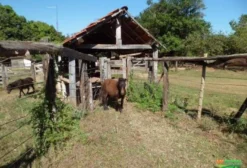 Pôneis e Mini Pôneis à Venda - Haras Polegar - Uberaba, MG