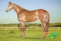 Potros com Linhagem de Corrida e Trabalho – Netos de Holand W