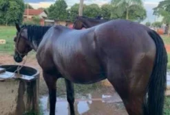 Cavalo Mestiço Pronto para Três Tambores – 4 Anos – Naviraí/MS