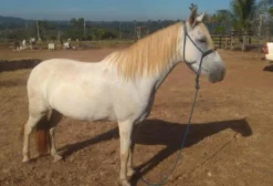 Cavalo Tordilho Fêmea Dócil para Gado e Laço – Juara/MT