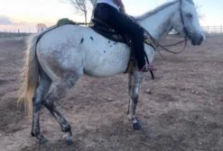 Cavalo Macho Quarto de Milha - Puro de Origem com Registro - 4 Anos
