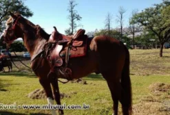 Garanhão Mangalarga Paulista - Rebelde da San Diego - 4 Anos - Londrina/PR