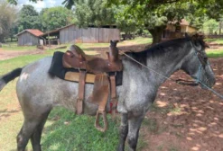 Égua para Lida no Campo - Nova Esperança PR