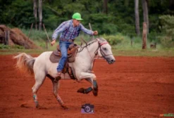 Cavalo Quarto de Milha Registrado – Tux Grilo – 8 Anos – Pronto para Provas