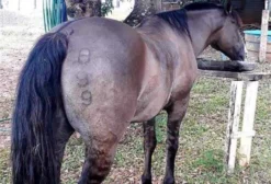 Cavalo Crioulo Registrado à Venda em Jacarezinho – PR