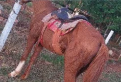 Cavalo Bom Sangue Quente – Treinado para Sapatia – Ibaiti PR
