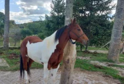 Paint Horse Potro Domado 3 Anos – Londrina/PR