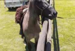 Cavalo Crioulo de 5 Anos – Bagual, Manço e Excelente para Laço e Boi Vivo