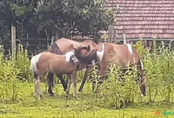 Cavalos Sem Doma à Venda em Quatro Barras - PR