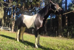 Garanhão Mangalarga Marchador Pampa de Preto - 7 Anos - Registrado