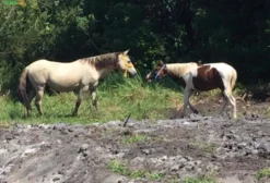 Cavalo Mangalarga de Sela, Dócil e Pronto para Trabalho – R$ 3.500