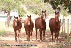 Potros e Potras Quarto de Milha PO Filhos de Campeões Nacionais – Venda em Campos dos Goytacazes/RJ