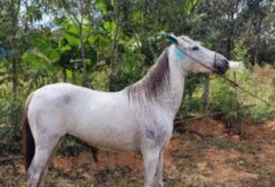 Cavalo Mangalarga Marchador Registrado - 9 Anos - Castrado - Pará de Minas/MG