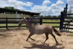 Potra Marchadora com Marcha Confortável - Haras Gramont - Barcelos/RJ
