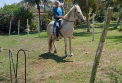 Cavalo Mangalarga Castrado Dócil para Montaria – 10 Anos – Maricá/RJ