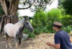 Cavalo Pampa D'Água Inteiro – 4 Anos e Meio – Mangalarga Marchador