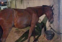 Cavalo Mestiço com American Trotter - 1 Ano e 6 Meses - Rio das Ostras/RJ