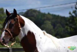 Cavalo Crioulo Tobiano à Venda – Porto Alegre/RS