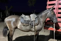 Cavalo Castrado Crioulo - 3 Anos e Meio, Domado e Rápido