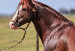 Sêmen e Coberturas do Cavalo Crioulo Sedutor Tupambaé – Temporada 2025/2026