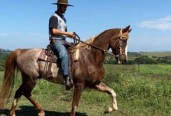 Mangalarga Paulista Registrado e Castrado – 16 Anos, Treinado para Marcha – Guaratinguetá/SP