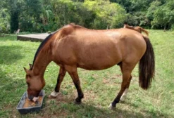 Cavalo Crioulo com Documentos à Venda em Venâncio Aires - RS