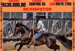 Cavalo Crioulo Reprodutor - Máquina de Função com Alta Pontuação Morfológica