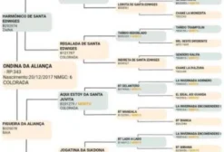 Égua Crioula Ondina da Aliança – Morfologia Espetacular e Genética Comprovada