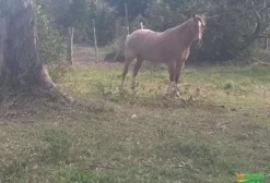 Cavalo Crioulo Manso e Domado – 10 Anos – Sapiranga/RS