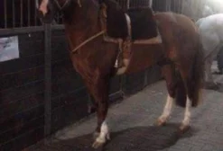Cavalo Crioulo Inteiro – RE Guzman – Filho de Suprema Atropelo – Viamão/RS