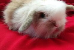 Mini Coelho Fuzzy Loop e Lion Head – Dócil e Ideal para Mascote