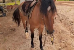 Cavalo Crioulo Castrado, Manso e Ideal para Crianças e Laço