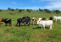 Lote de 20 Vacas Mestiças para Corte – Gama/DF