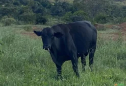 Touros Angus Mansos e Novos - Peso Aprox. 25 Arrobas - Planaltina/DF