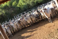 Guzerá PO à Venda em Padre Bernardo - GO - a partir de R$ 5.000
